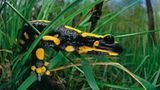 Fotoshow: Wildnis in Thüringen - Bild 2