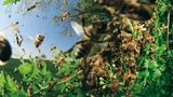 Fotoshow: Wildnis in Thüringen - Bild 3