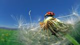 Fotoshow: Wildnis in Thüringen - Bild 4