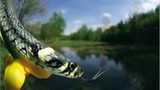 Fotoshow: Wildnis in Thüringen - Bild 5