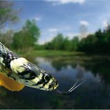 Fotoshow: Wildnis in Thüringen - Bild 5