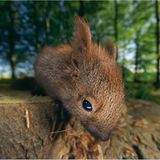 Fotoshow: Wildnis in Thüringen - Bild 6