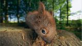 Fotoshow: Wildnis in Thüringen - Bild 6