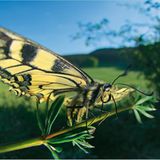 Fotoshow: Wildnis in Thüringen - Bild 7