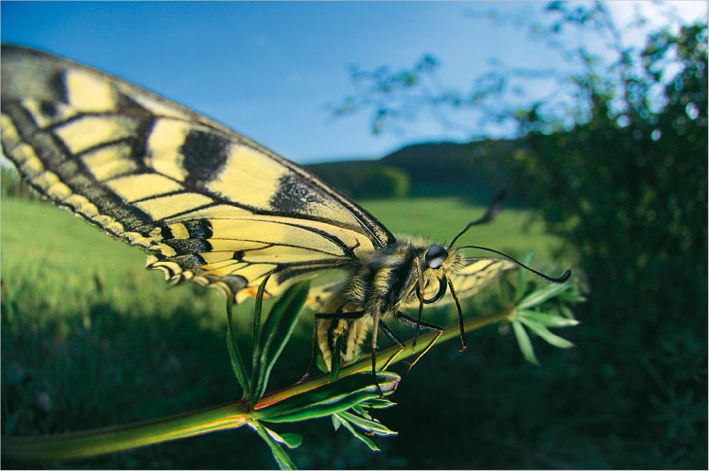 Fotoshow: Wildnis in Thüringen - Bild 7