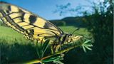 Fotoshow: Wildnis in Thüringen - Bild 7