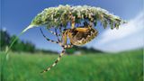 Fotoshow: Wildnis in Thüringen - Bild 8