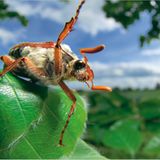 Fotoshow: Wildnis in Thüringen - Bild 10