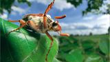 Fotoshow: Wildnis in Thüringen - Bild 10