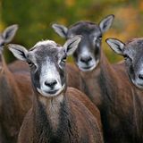 Das User-Foto des Tages - Dezember 2007 - Bild 17