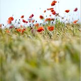 Das User-Foto des Tages - Januar 2008 - Bild 13