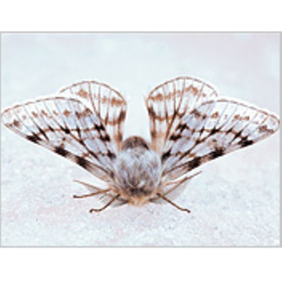 Fotogalerie: Schmetterlinge