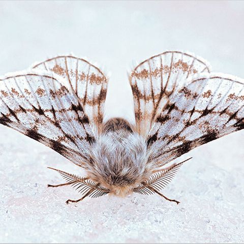 Fotogalerie: Schmetterlinge