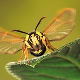 Fotogalerie: Schmetterlinge - Bild 2