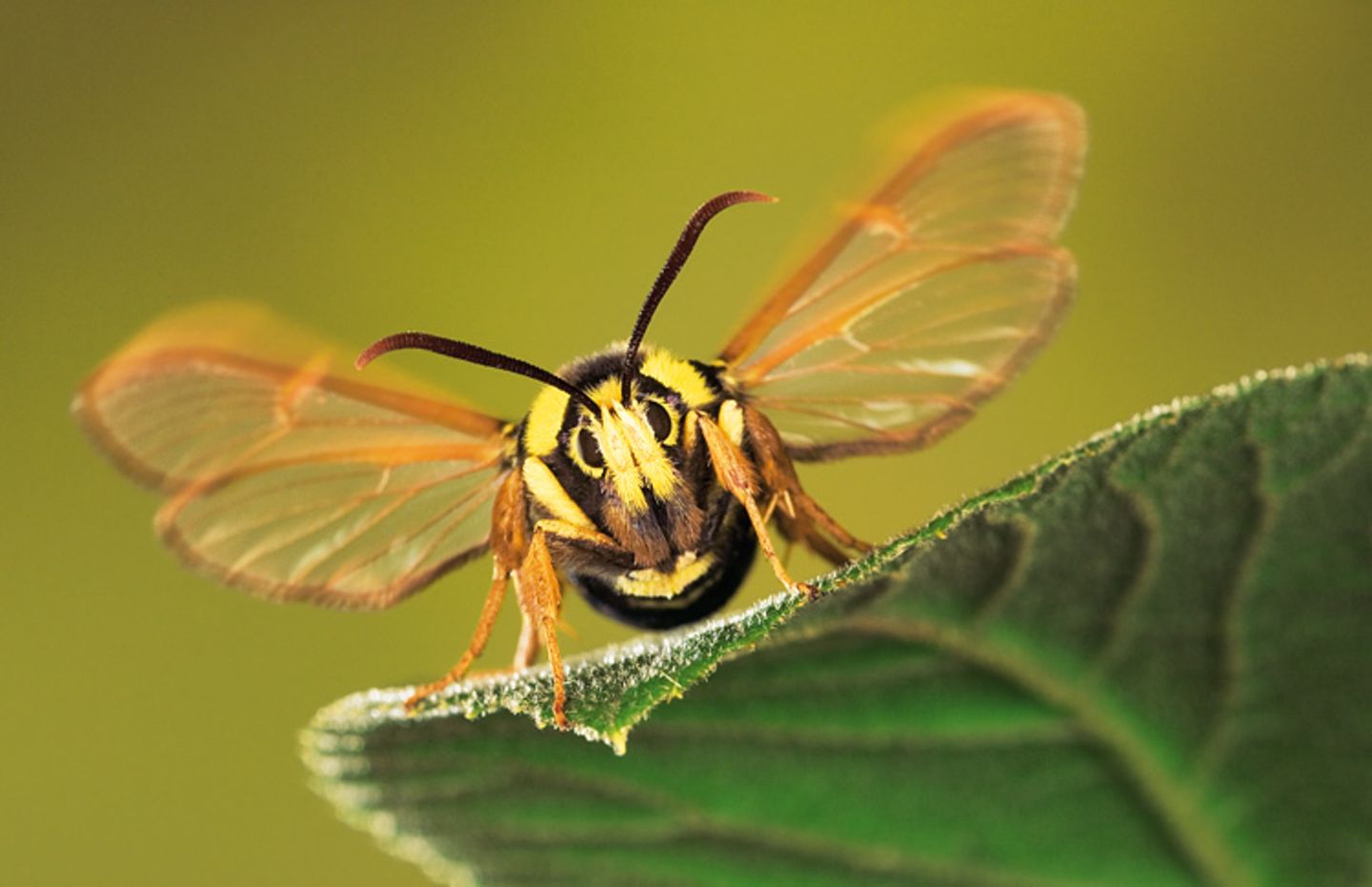 Fotogalerie: Schmetterlinge - Bild 2
