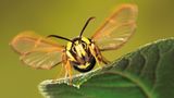 Fotogalerie: Schmetterlinge - Bild 2