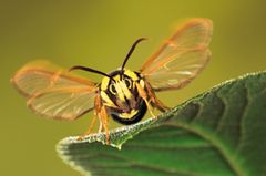 Fotogalerie: Schmetterlinge - Bild 2