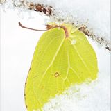 Fotogalerie: Schmetterlinge - Bild 3