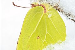 Fotogalerie: Schmetterlinge - Bild 3