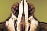 Fotogalerie: Schmetterlinge - Bild 4