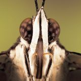 Fotogalerie: Schmetterlinge - Bild 4