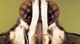Fotogalerie: Schmetterlinge - Bild 4