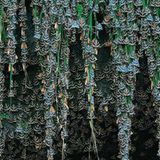 Fotogalerie: Schmetterlinge - Bild 5