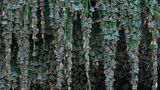 Fotogalerie: Schmetterlinge - Bild 5