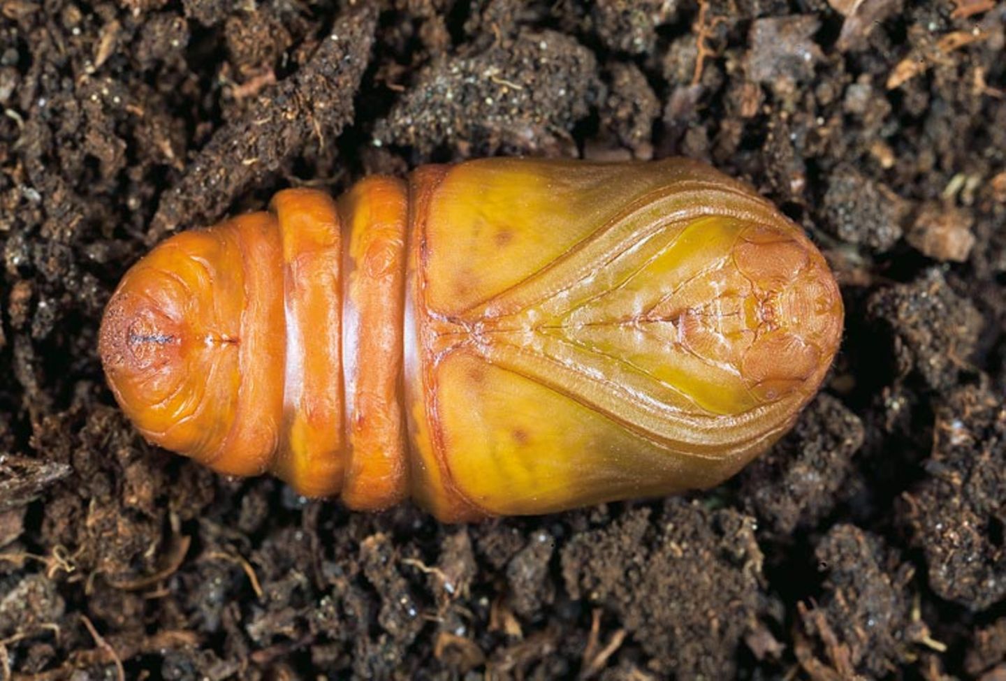 Fotogalerie: Schmetterlinge - Bild 6