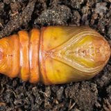 Fotogalerie: Schmetterlinge - Bild 6