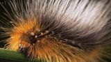 Fotogalerie: Schmetterlinge - Bild 7