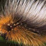 Fotogalerie: Schmetterlinge - Bild 7