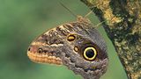 Fotogalerie: Schmetterlinge - Bild 8