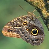 Fotogalerie: Schmetterlinge - Bild 8