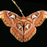 Fotogalerie: Schmetterlinge - Bild 9