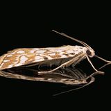 Fotogalerie: Schmetterlinge - Bild 10