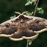 Fotogalerie: Schmetterlinge - Bild 11