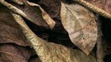 Fotogalerie: Schmetterlinge - Bild 12
