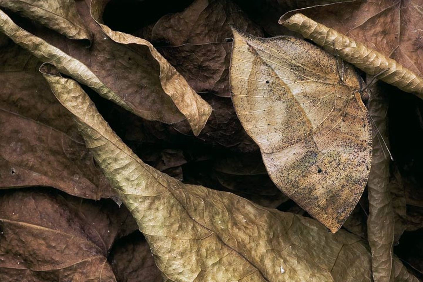 Fotogalerie: Schmetterlinge - Bild 12