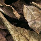 Fotogalerie: Schmetterlinge - Bild 12