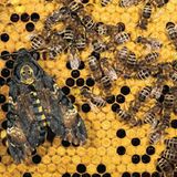 Fotogalerie: Schmetterlinge - Bild 13