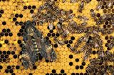 Fotogalerie: Schmetterlinge - Bild 13