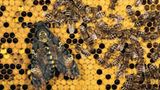 Fotogalerie: Schmetterlinge - Bild 13