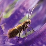 Fotogalerie: Schmetterlinge - Bild 14