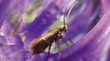 Fotogalerie: Schmetterlinge - Bild 14