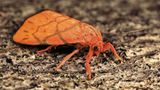 Fotogalerie: Schmetterlinge - Bild 15