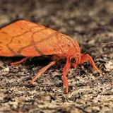 Fotogalerie: Schmetterlinge - Bild 15