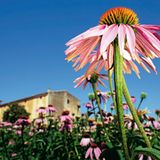 Heilpflanzen: Zurück zur Natur