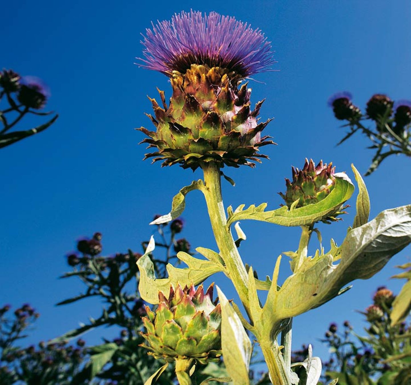 Heilpflanzen: Zurück zur Natur - Bild 3
