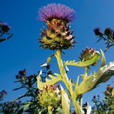 Heilpflanzen: Zurück zur Natur - Bild 3